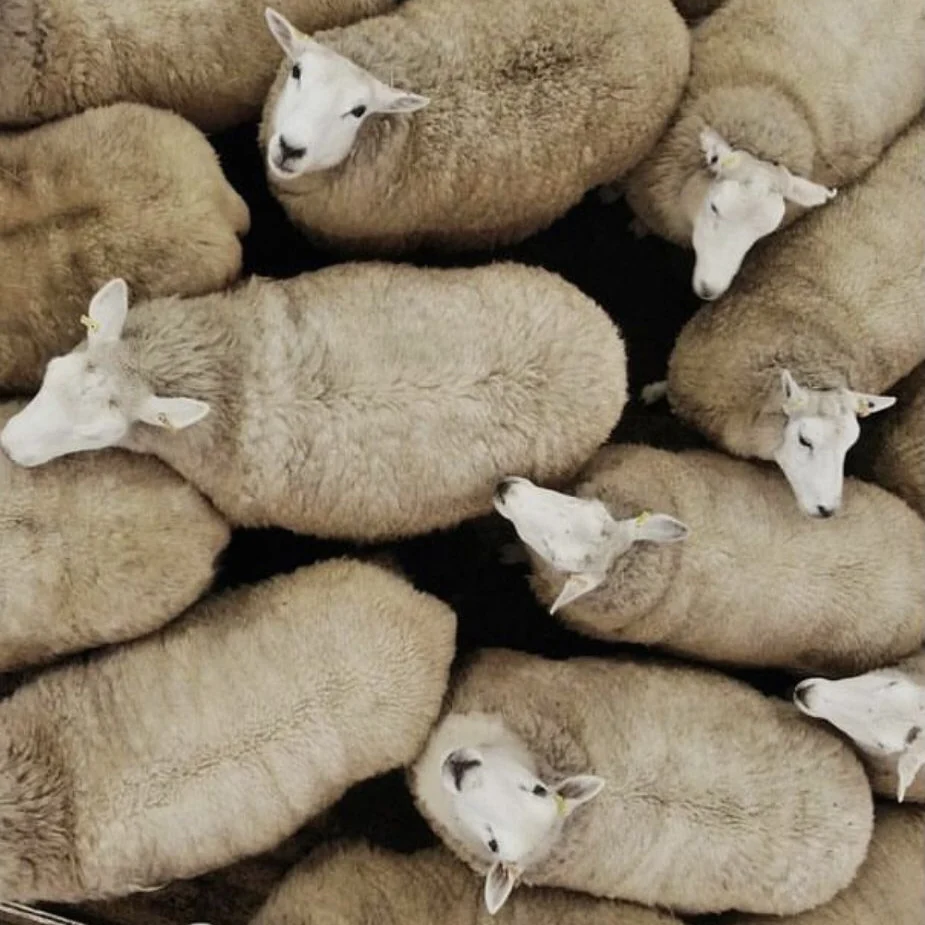 Flock of sheep huddled close — the raw source of alpine wool